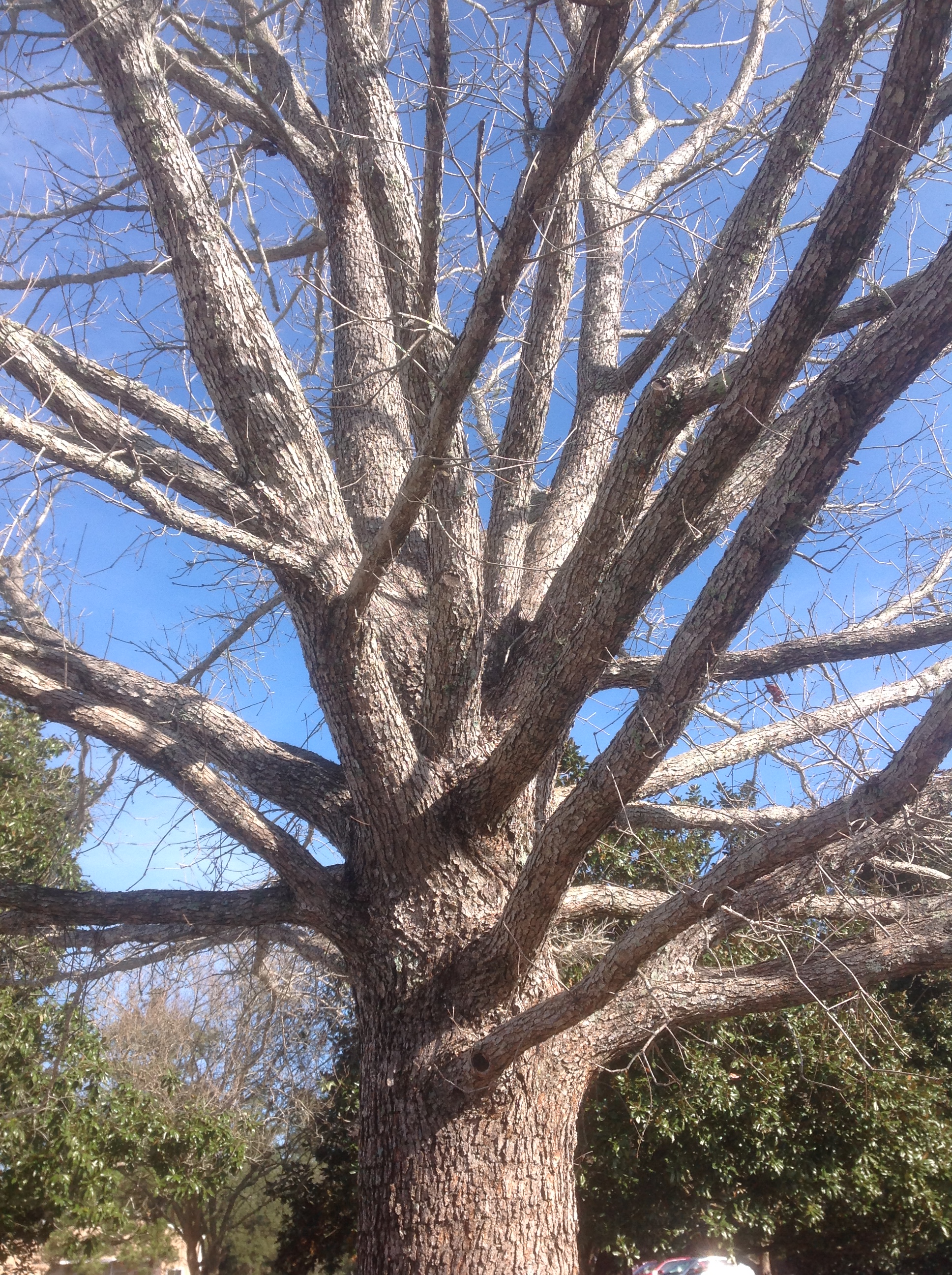 This is a good time to prune trees 